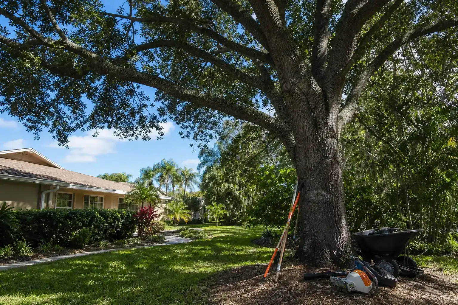 Mature Florida tree in a residential yard illustrating why commercial tree service contracts matter in volusia county Mature Florida tree in a residential yard illustrating why commercial tree service contracts matter in volusia county