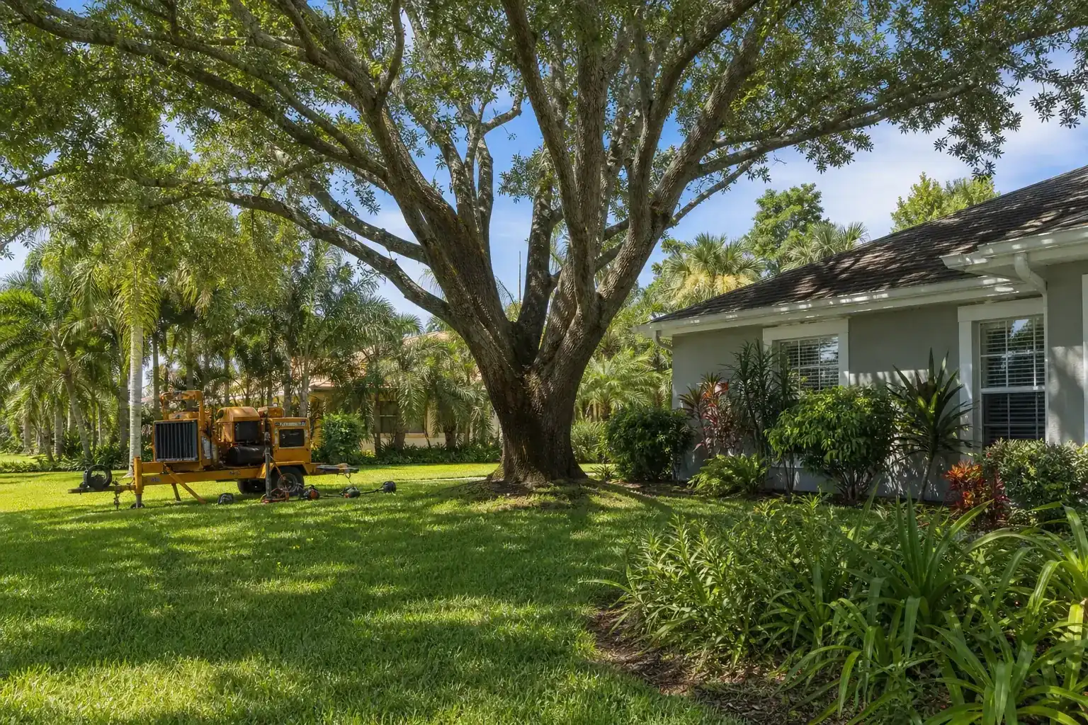 Mature Florida tree in a residential yard during a discussion of benefits of professional tree care for businesses Mature Florida tree in a residential yard during a discussion of benefits of professional tree care for businesses
