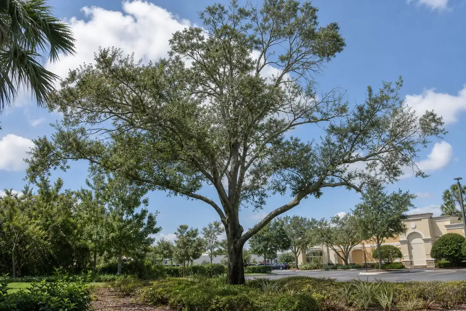 Mature Florida shade tree with branches ready for trimming during a discussion of benefits of professional tree trimming services Mature Florida shade tree with branches ready for trimming during a discussion of benefits of professional tree trimming services