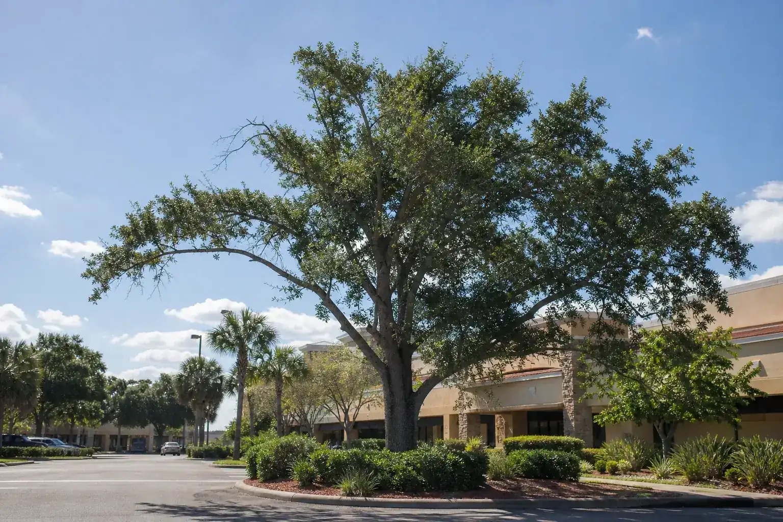 Mature Florida shade tree with branches ready for trimming for commercial tree trimming for shopping centers in deland Mature Florida shade tree with branches ready for trimming for commercial tree trimming for shopping centers in deland