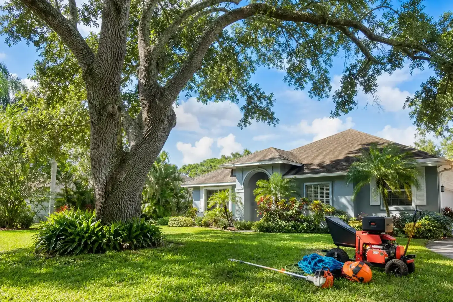 Mature Florida tree in a residential yard during a discussion of benefits of professional tree care in ormond Mature Florida tree in a residential yard during a discussion of benefits of professional tree care in ormond