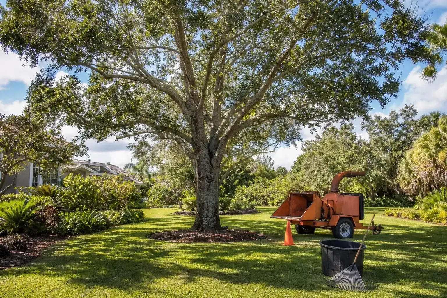 Mature Florida tree in a residential yard for commercial tree work in ormond beach, fl Mature Florida tree in a residential yard for commercial tree work in ormond beach, fl