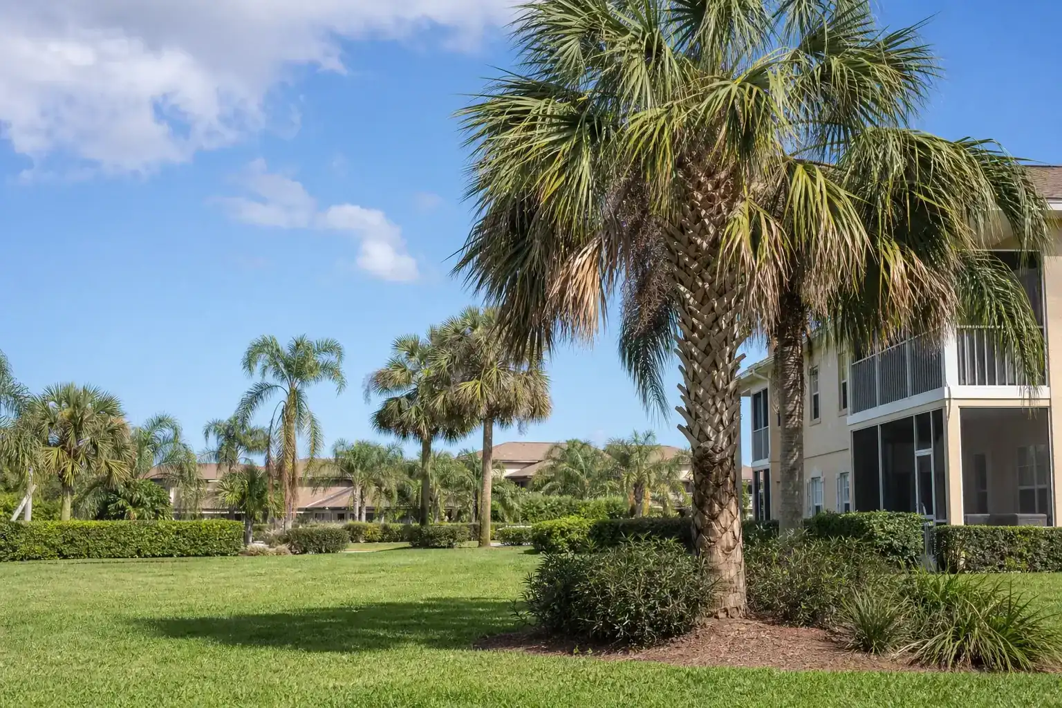 Palm trees in a Central Florida yard for condo association tree maintenance in palm coast: what you need to know