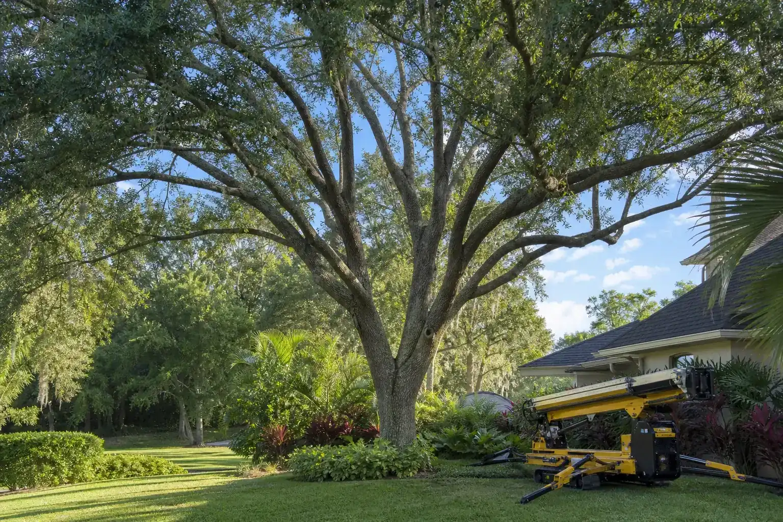 Mature Florida tree in a residential yard for crane tree removal experts in central fl