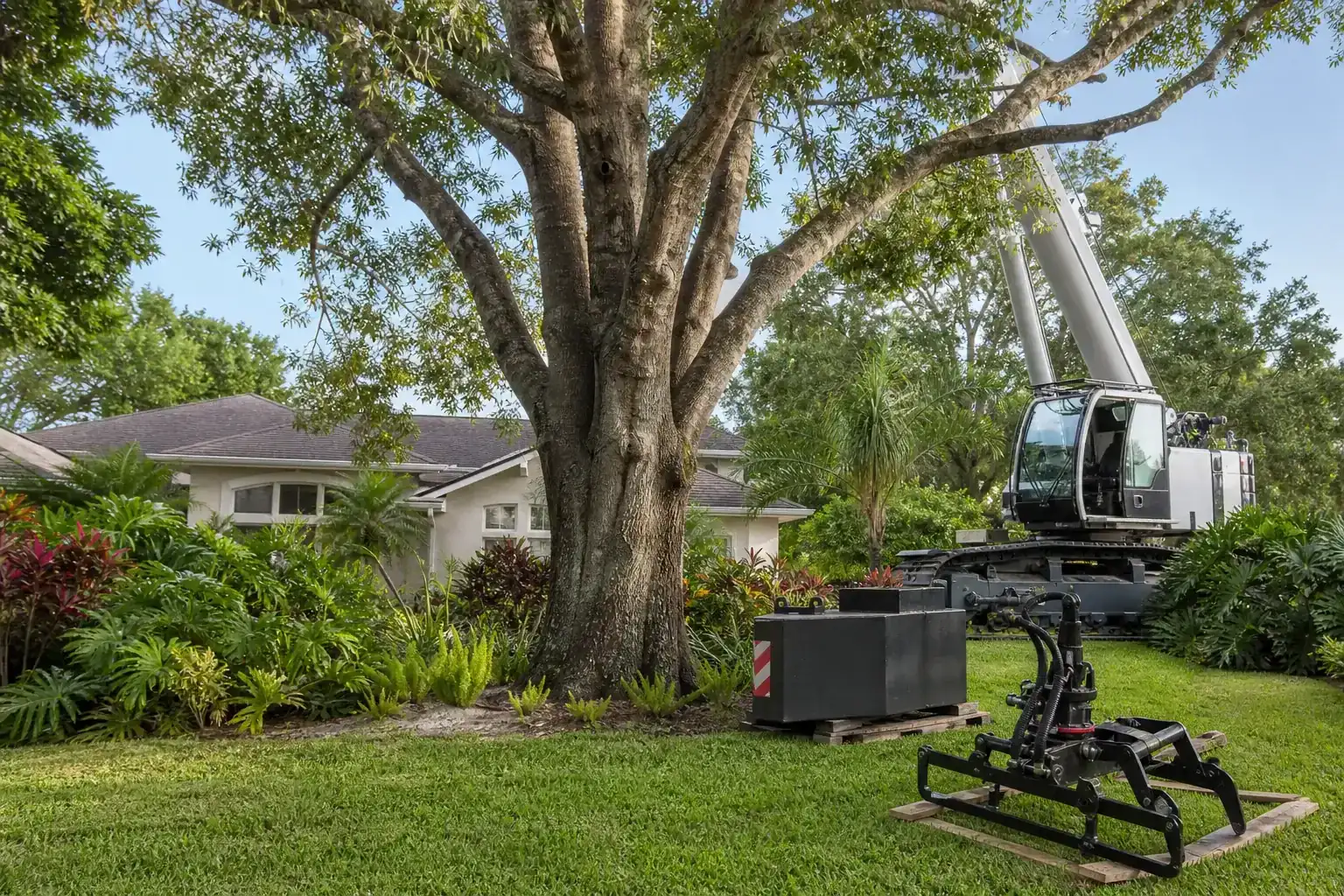 Mature Florida tree in a residential yard illustrating understanding crane tree removal services in central fl