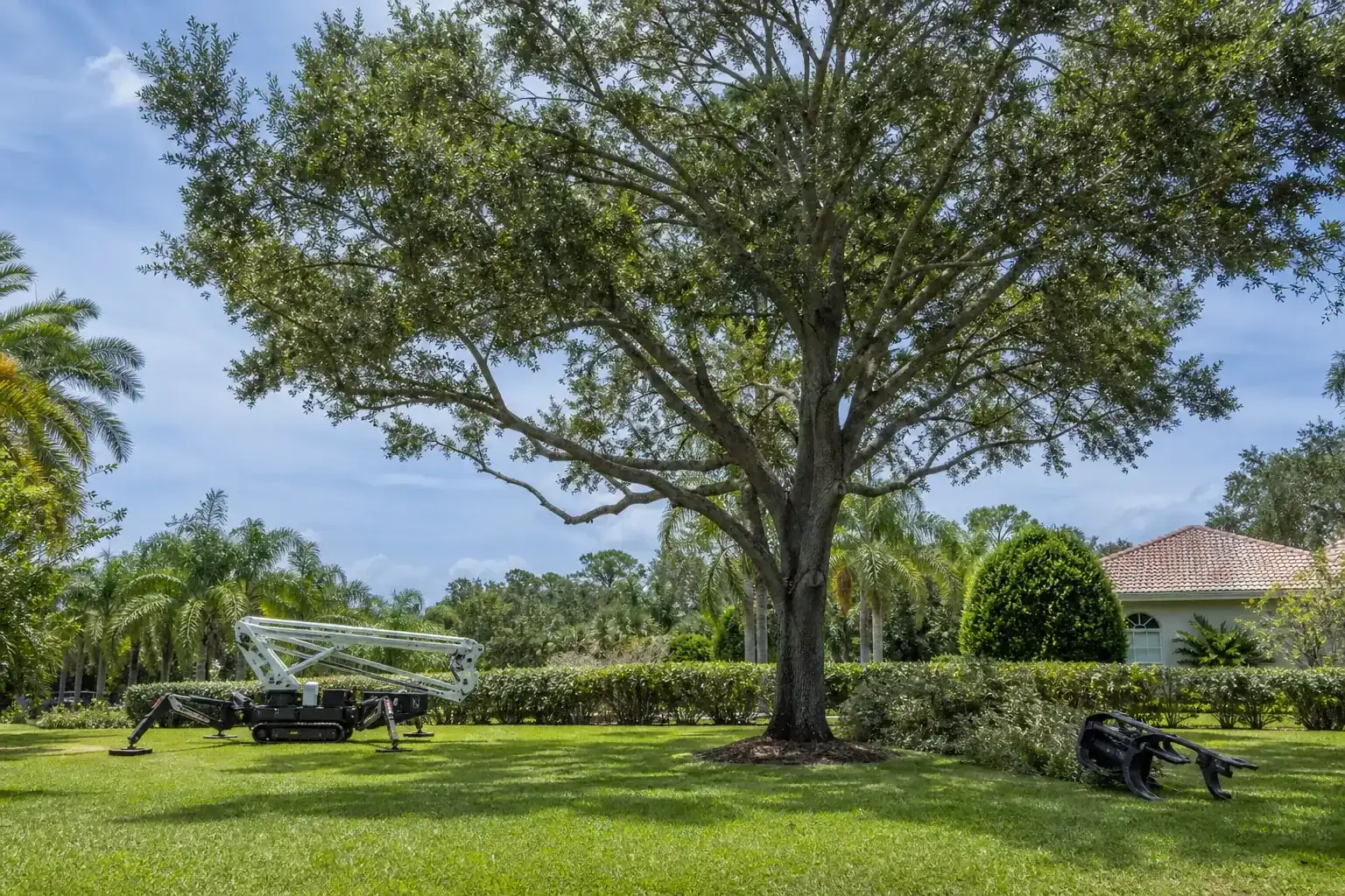 Mature Florida tree in a residential yard for crane tree removal for commercial sites in flagler county Mature Florida tree in a residential yard for crane tree removal for commercial sites in flagler county
