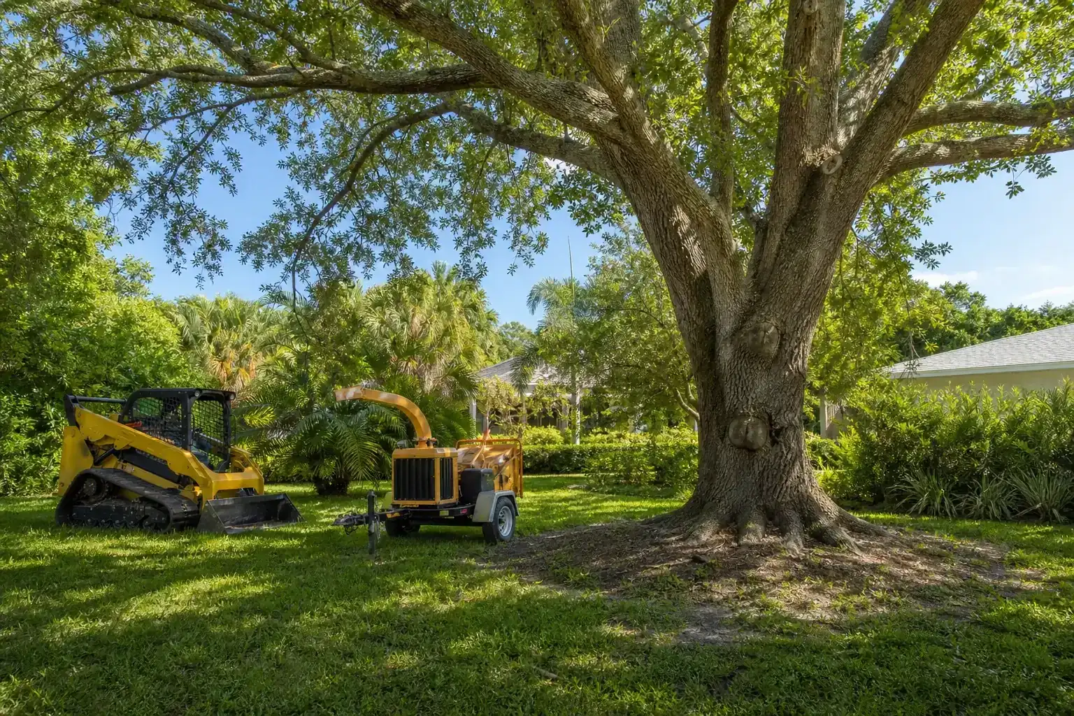 Mature Florida tree in a residential yard illustrating understanding crane tree removal for tall pines Mature Florida tree in a residential yard illustrating understanding crane tree removal for tall pines