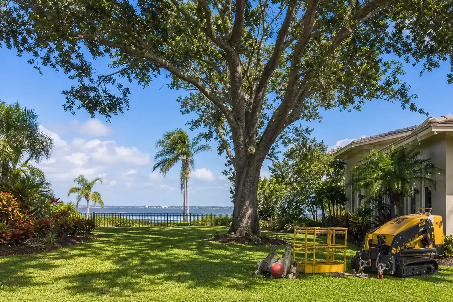 Mature Florida tree in a residential yard for crane tree removal for tight spaces in new smyrna beach