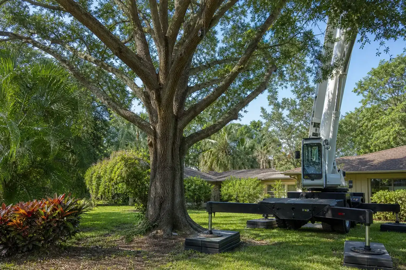 Mature Florida tree in a residential yard illustrating understanding crane tree removal for tight spaces