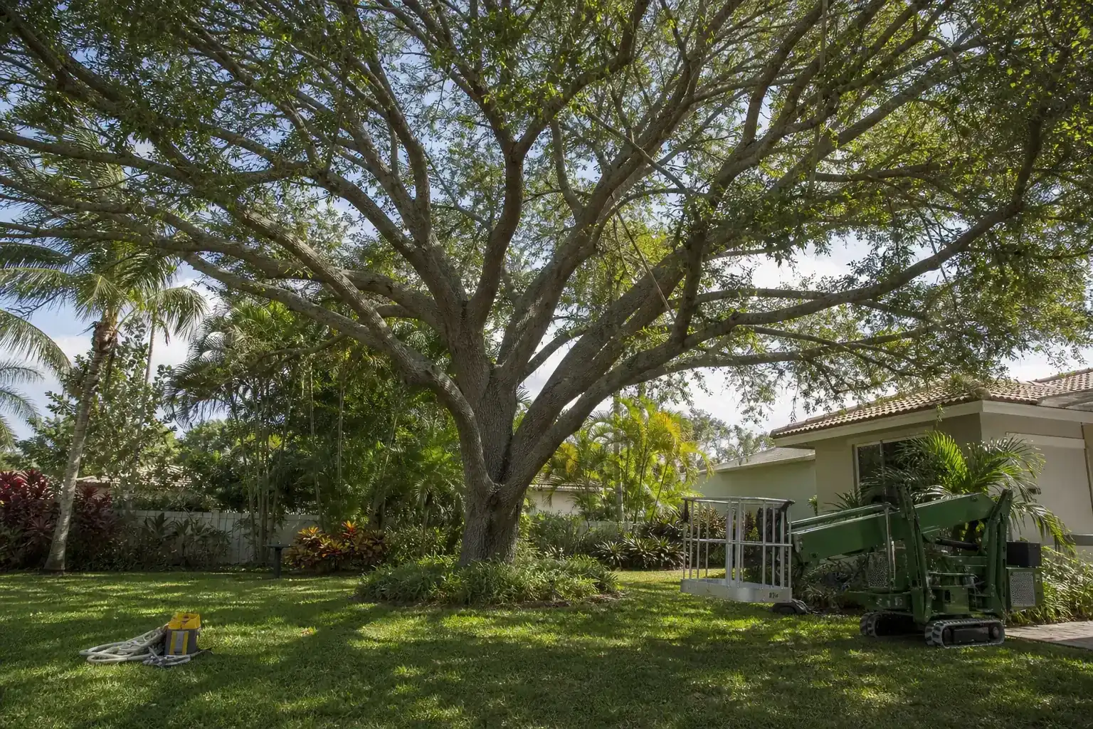 Mature Florida tree in a residential yard for crane tree removal holly hill fl for hoas Mature Florida tree in a residential yard for crane tree removal holly hill fl for hoas