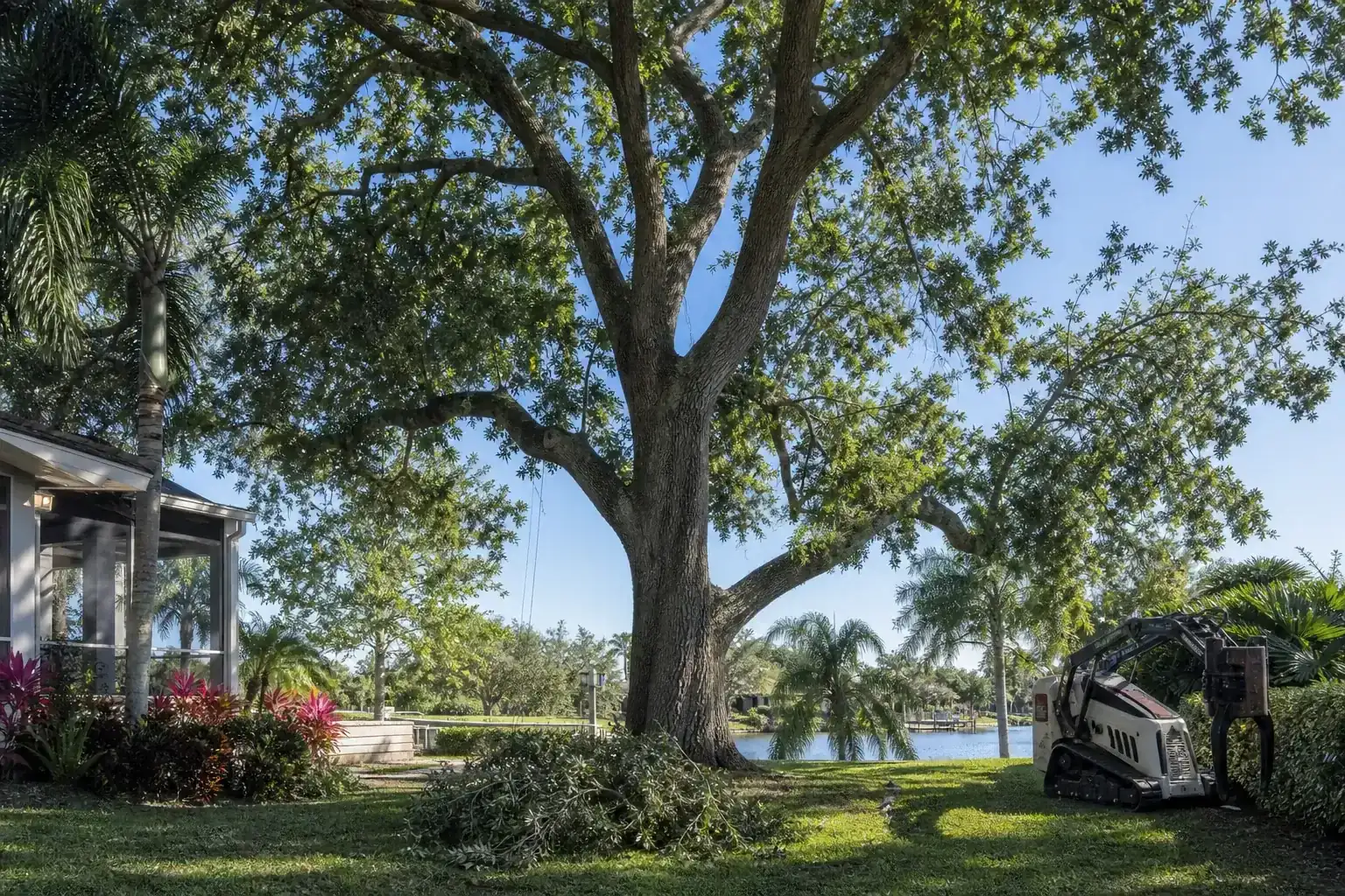 Mature Florida tree in a residential yard during a discussion of how crane-assisted removal works Mature Florida tree in a residential yard during a discussion of how crane-assisted removal works
