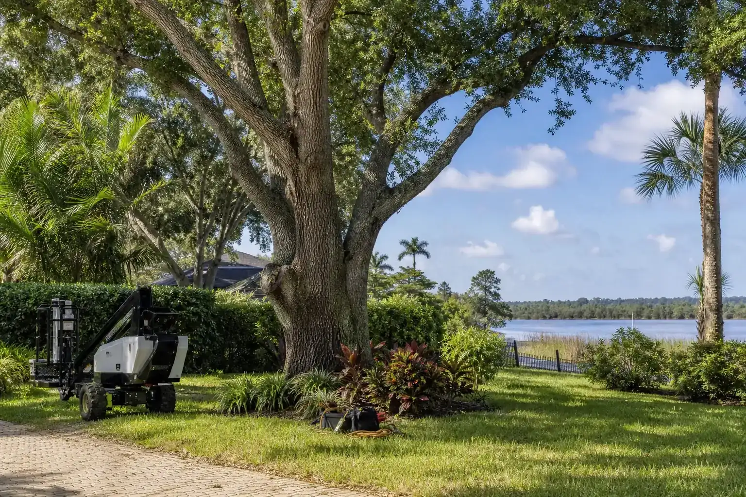 Mature Florida tree in a residential yard illustrating why waterfront tree removal requires extra planning Mature Florida tree in a residential yard illustrating why waterfront tree removal requires extra planning