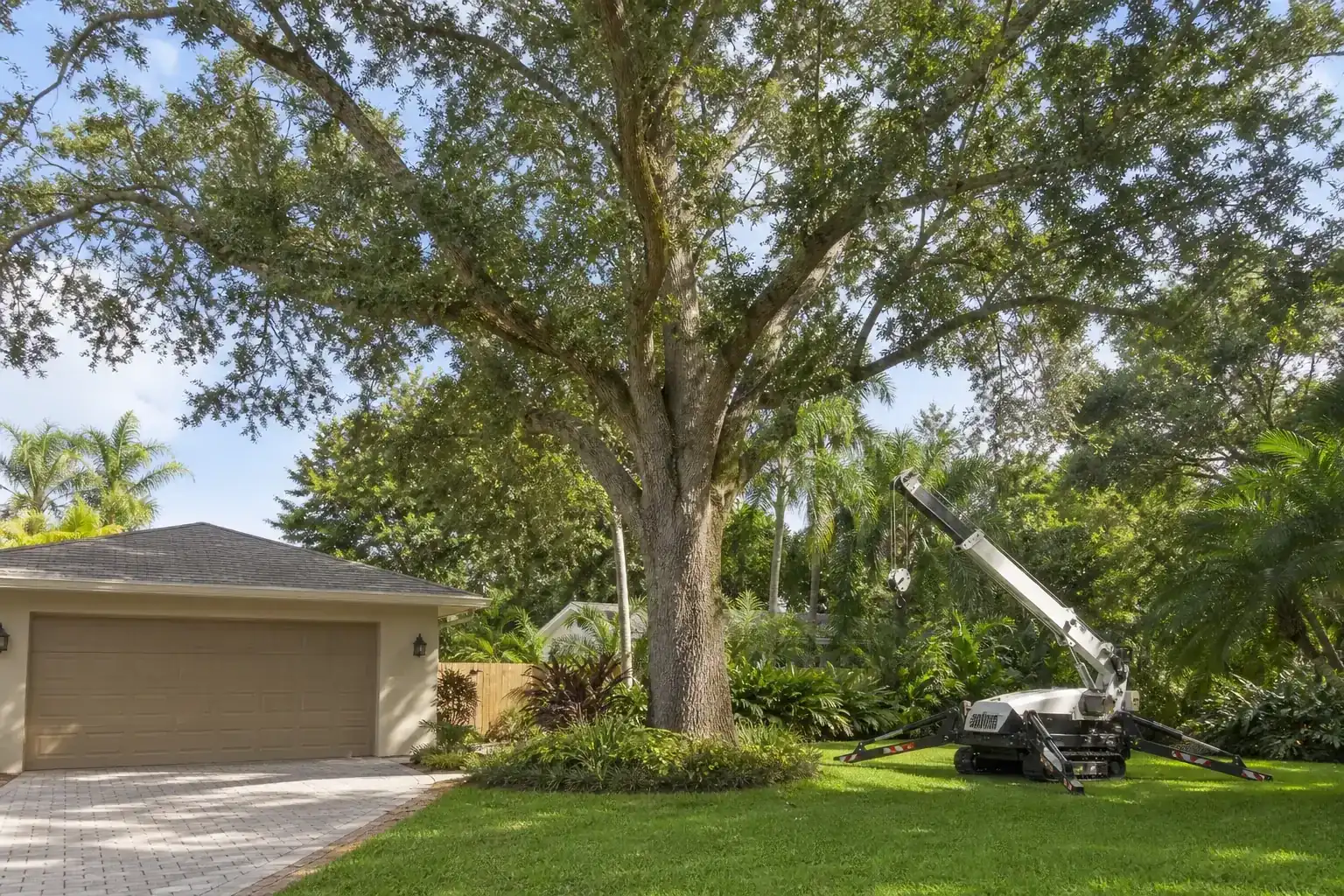Mature Florida tree in a residential yard for how crane tree removal protects garages and nearby property