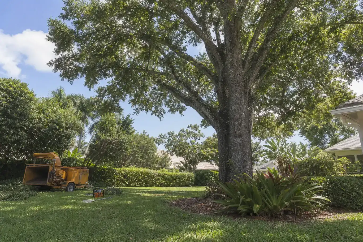 Mature Florida tree in a residential yard during a discussion of ensuring safety and efficiency in tree services Mature Florida tree in a residential yard during a discussion of ensuring safety and efficiency in tree services