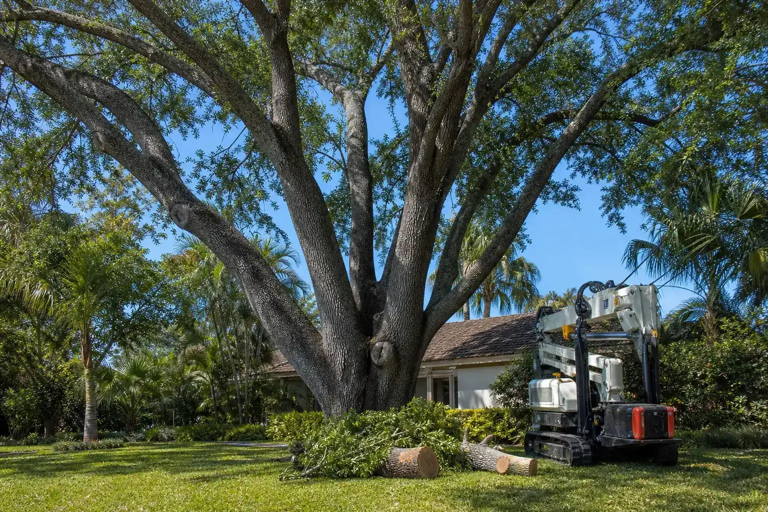 Mature Florida tree in a residential yard illustrating expert crane tree removal in ponce inlet, fl Mature Florida tree in a residential yard illustrating expert crane tree removal in ponce inlet, fl