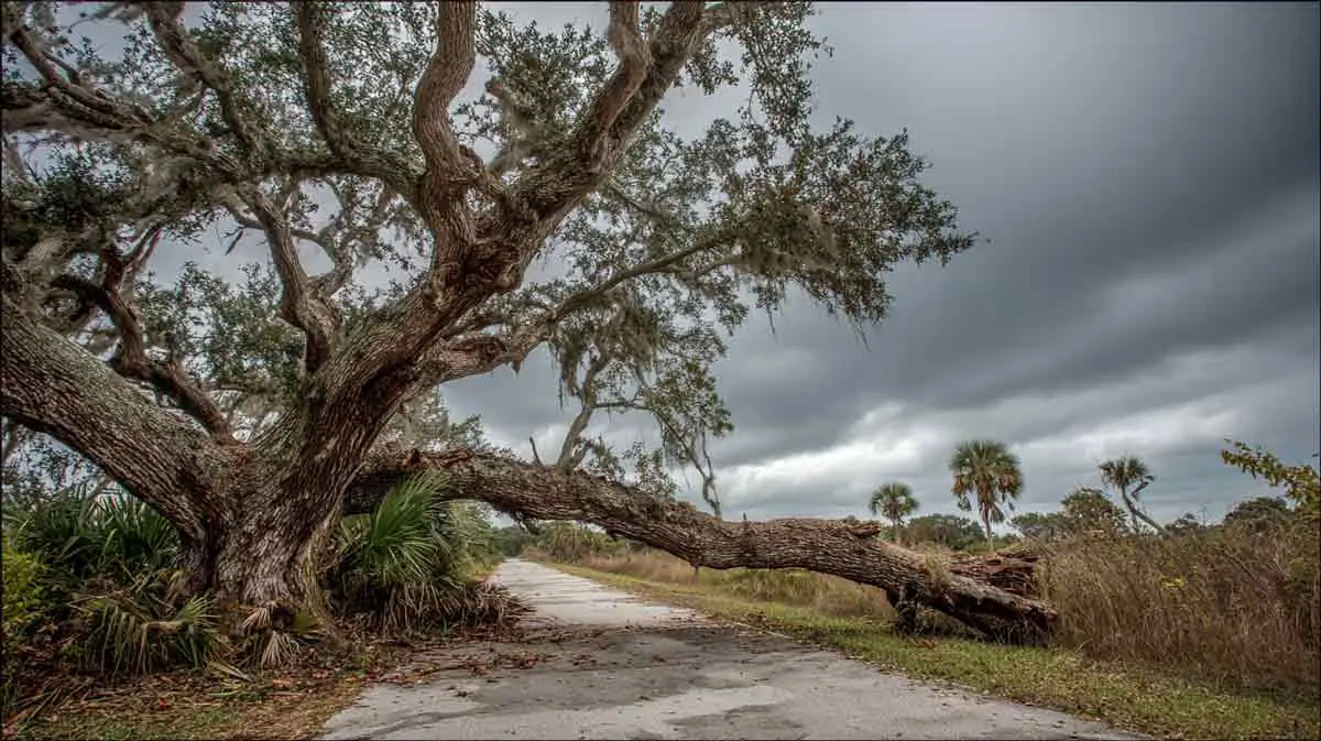 Trees and tree care related to Crane Tree Removal Seville FL for Safety Hazards
