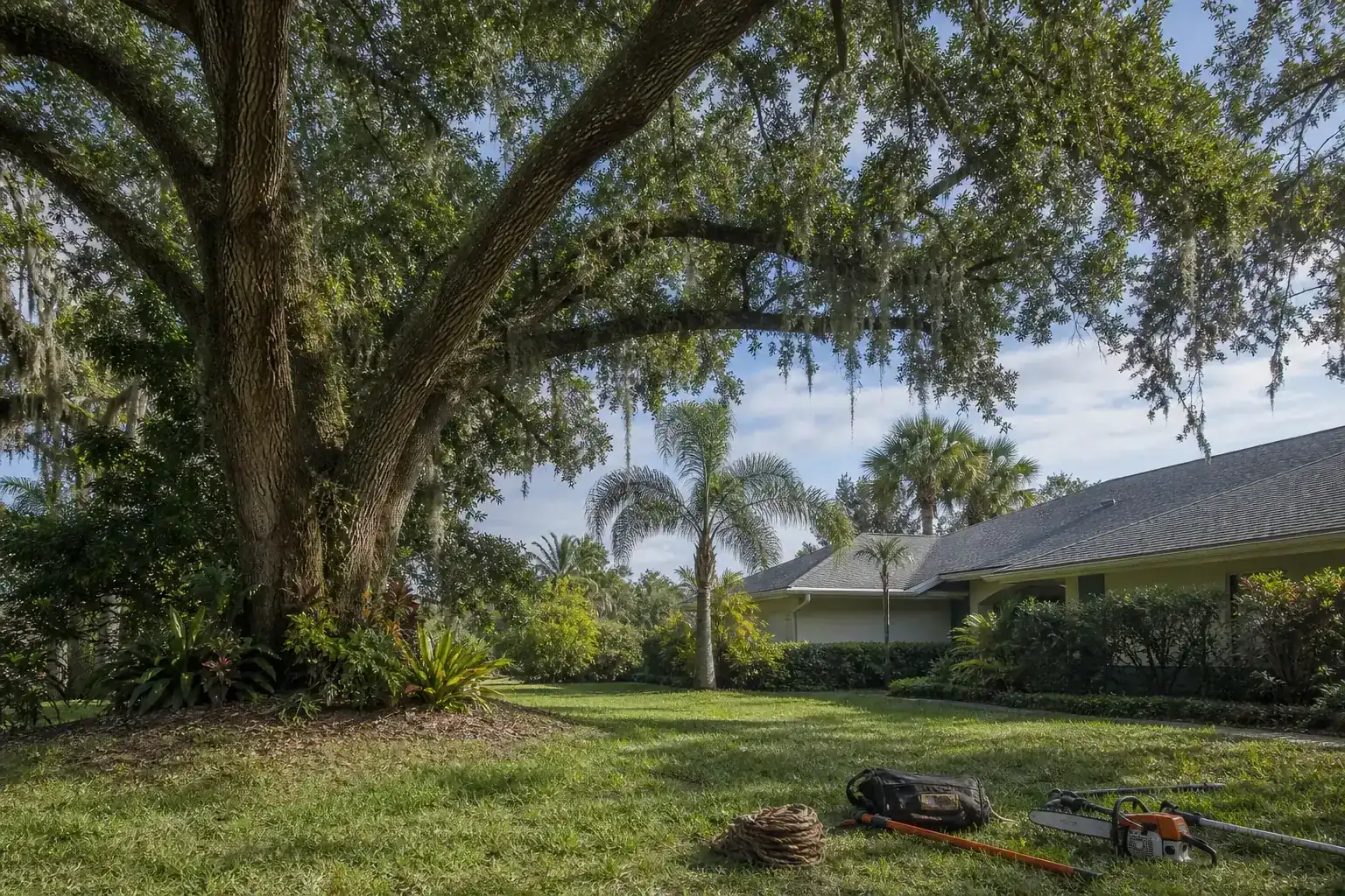 Mature Florida tree in a residential yard during a discussion of safety hazards of overgrown trees in seville, fl