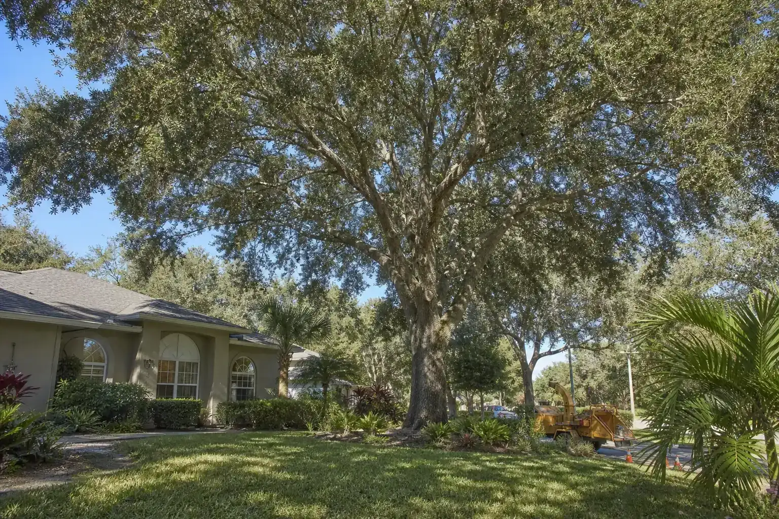 Mature Florida tree in a residential yard during a discussion of what is crown reduction and why is it important?