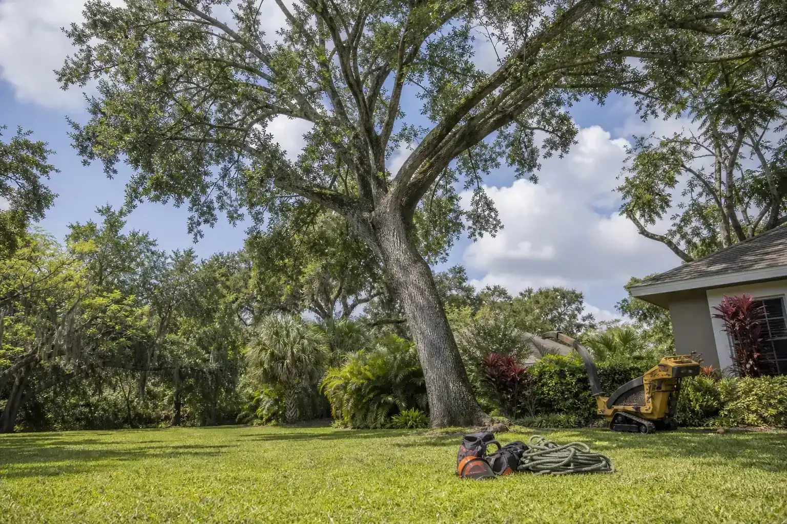 Mature Florida tree in a residential yard for when crown reduction can help a leaning tree