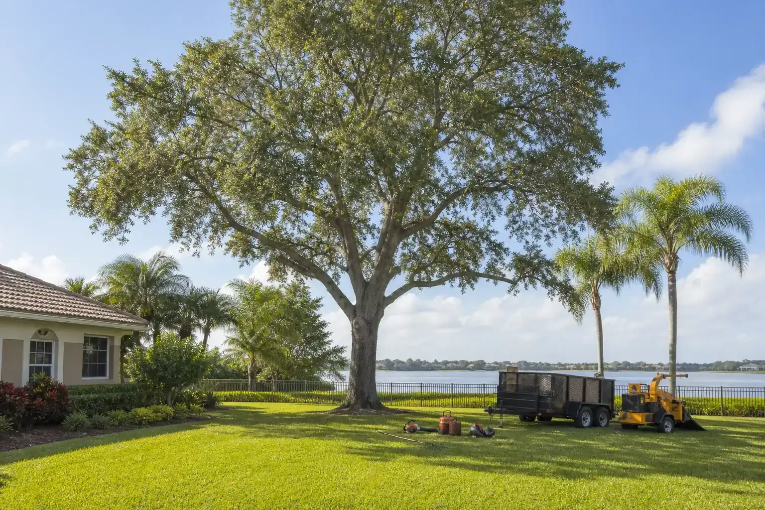 Mature Florida tree in a residential yard for how crown reduction can improve view clearance