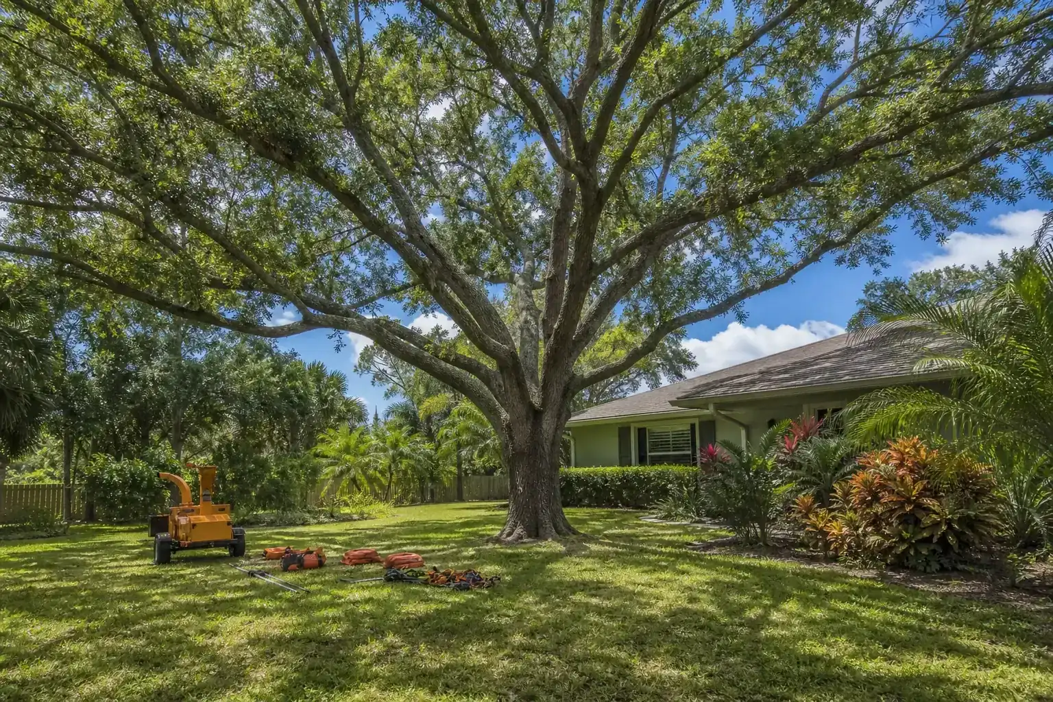 Mature Florida tree in a residential yard for crown reduction to protect roofs in port orange