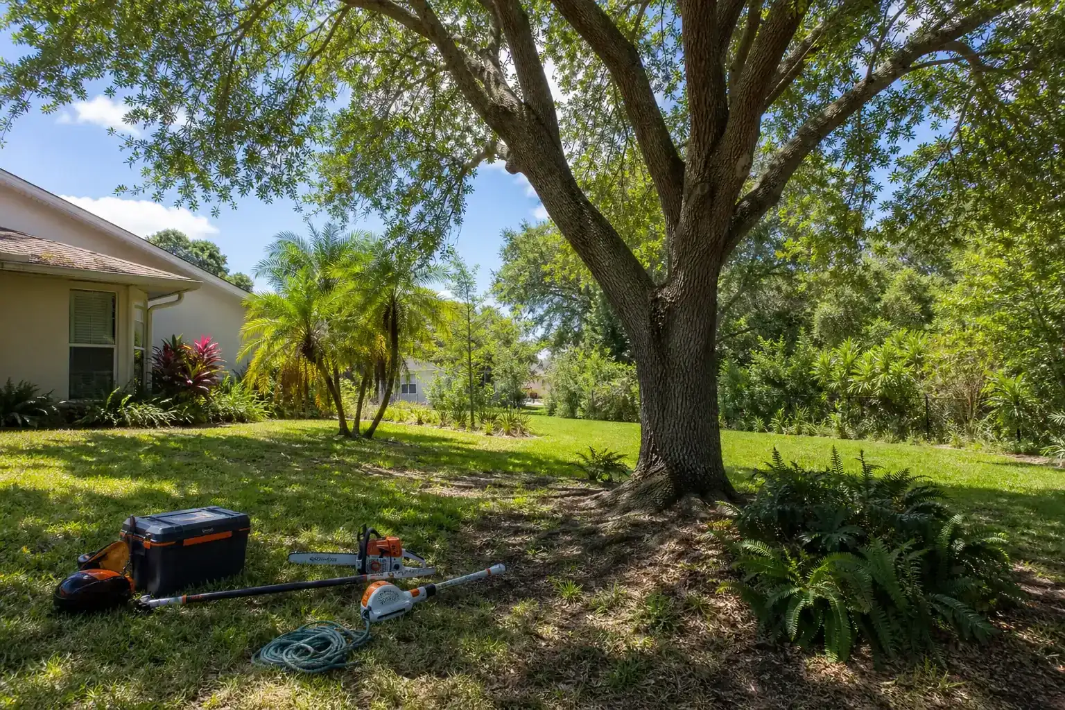 Mature Florida tree in a residential yard during a discussion of evaluating trees for potential hazards Mature Florida tree in a residential yard during a discussion of evaluating trees for potential hazards