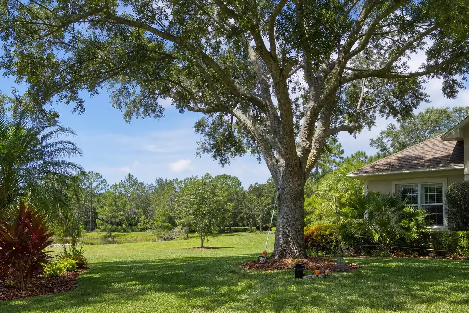 Mature Florida tree in a residential yard for deltona, fl tree removal for spring Mature Florida tree in a residential yard for deltona, fl tree removal for spring
