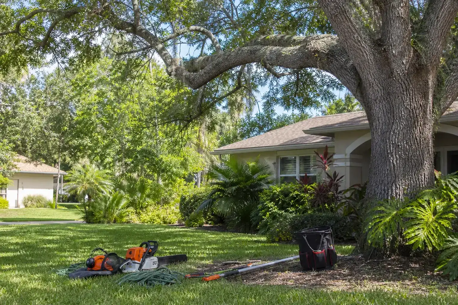 Mature Florida tree in a residential yard illustrating put people and pets first