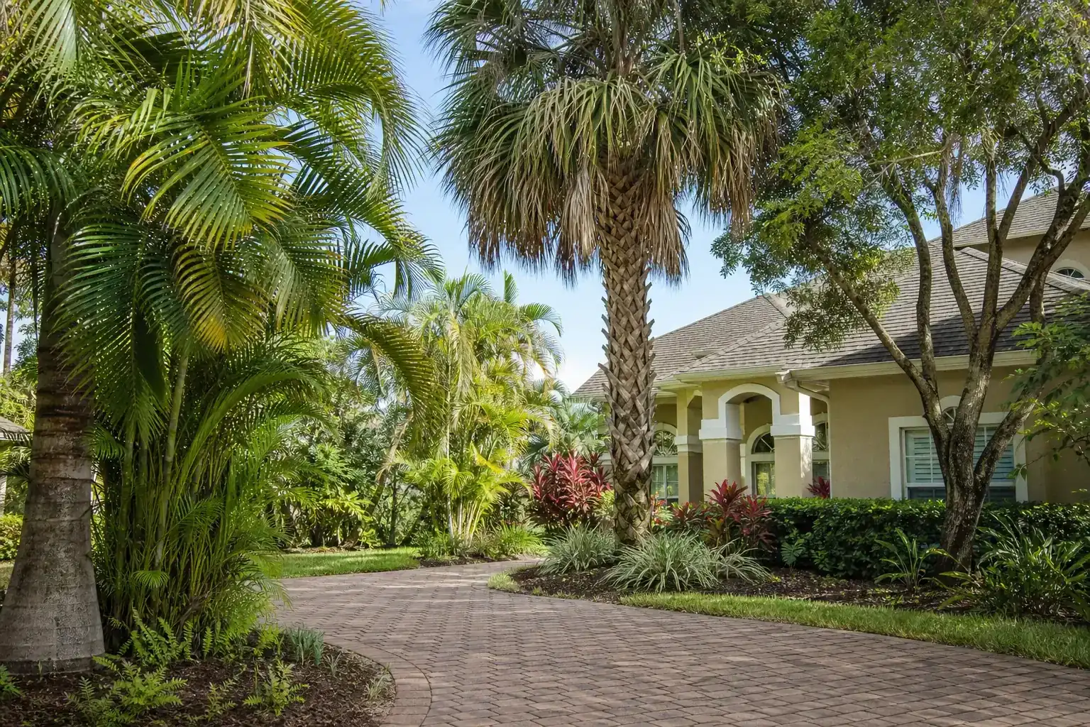 Palm trees in a Central Florida yard during a discussion of why prompt tree removal matters Palm trees in a Central Florida yard during a discussion of why prompt tree removal matters