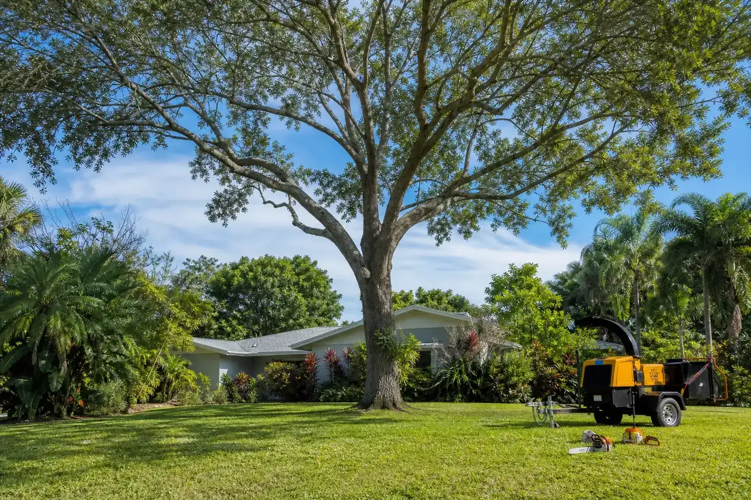 Mature Florida tree in a residential yard for emergency tree removal in south daytona fl Mature Florida tree in a residential yard for emergency tree removal in south daytona fl