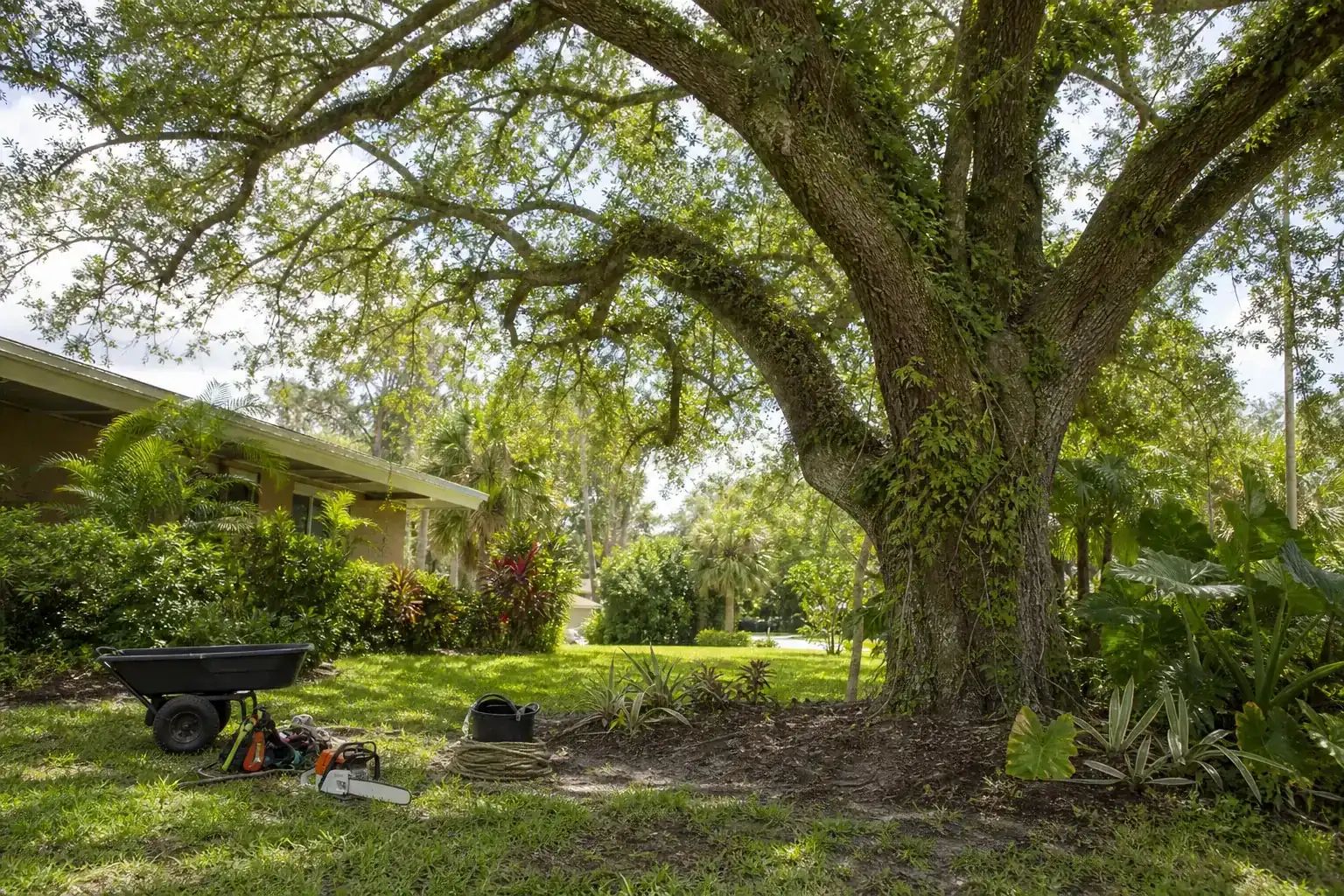 Mature Florida tree in a residential yard during a discussion of signs you need immediate tree removal in ormond beach, fl Mature Florida tree in a residential yard during a discussion of signs you need immediate tree removal in ormond beach, fl