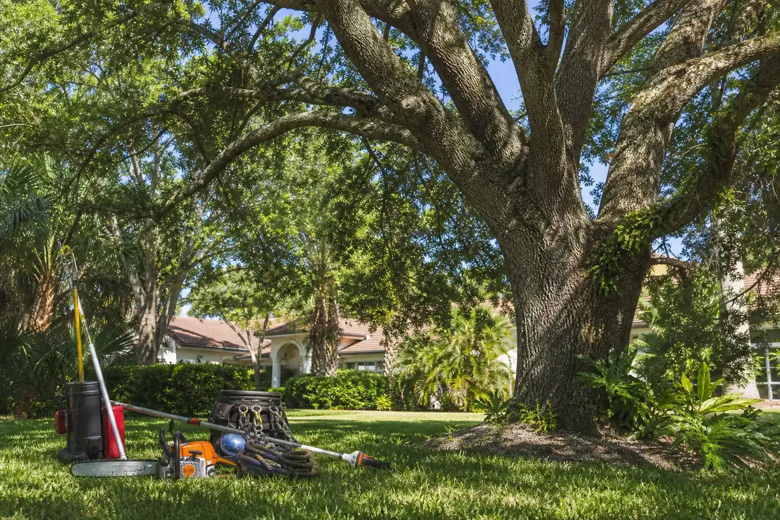 Mature Florida tree in a residential yard illustrating understanding emergency tree removal services in ormond beach, fl Mature Florida tree in a residential yard illustrating understanding emergency tree removal services in ormond beach, fl