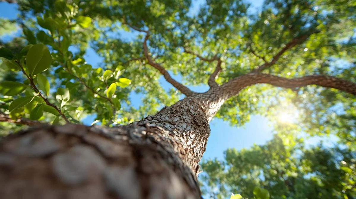 Trees and tree care related to Emergency Tree Service Near Me in Daytona Beach
