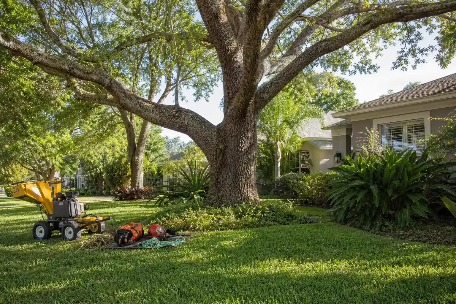 Mature Florida tree in a residential yard during a discussion of importance of quick response in daytona beach