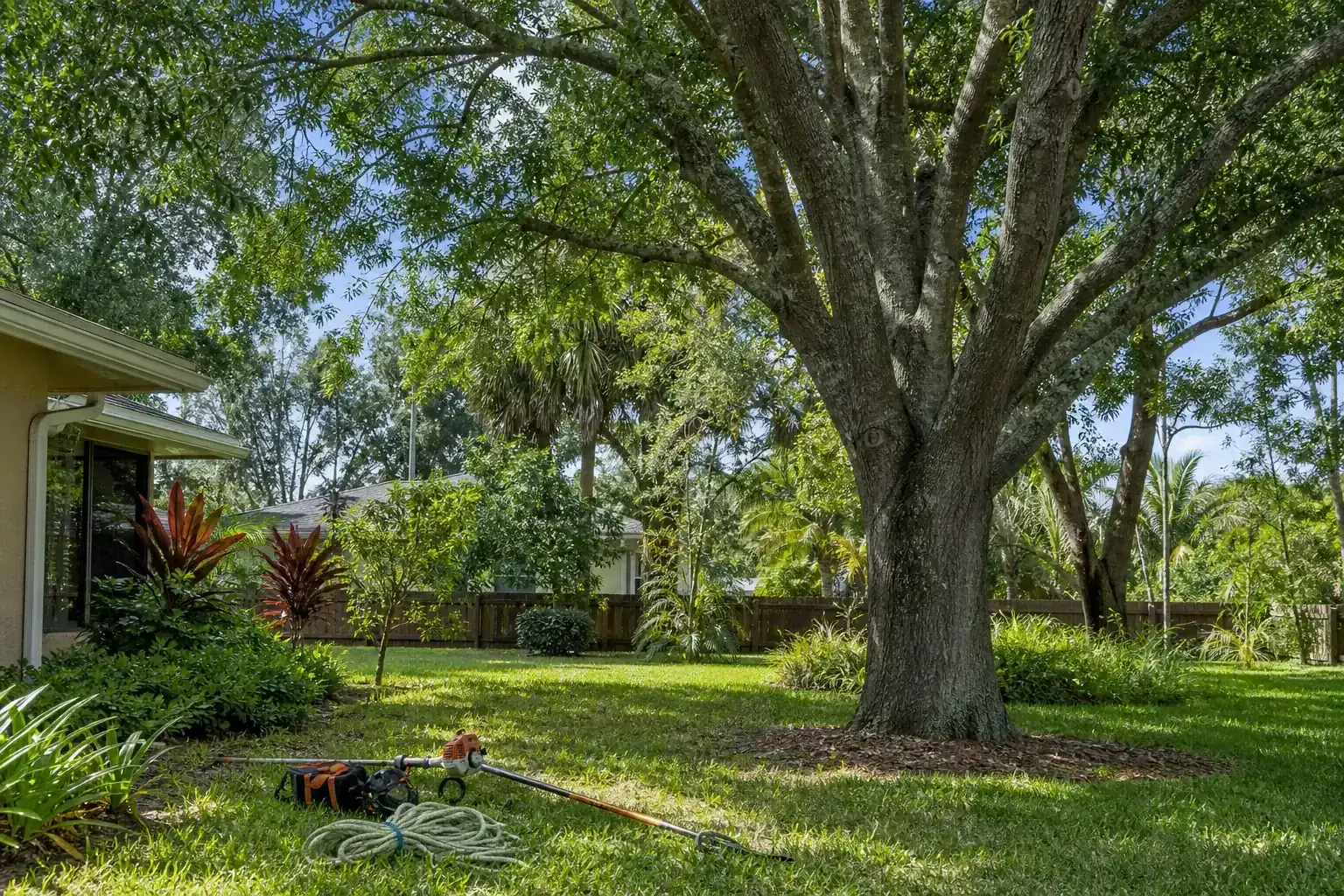 Mature Florida tree in a residential yard during a discussion of common tree emergencies faced by homeowners Mature Florida tree in a residential yard during a discussion of common tree emergencies faced by homeowners