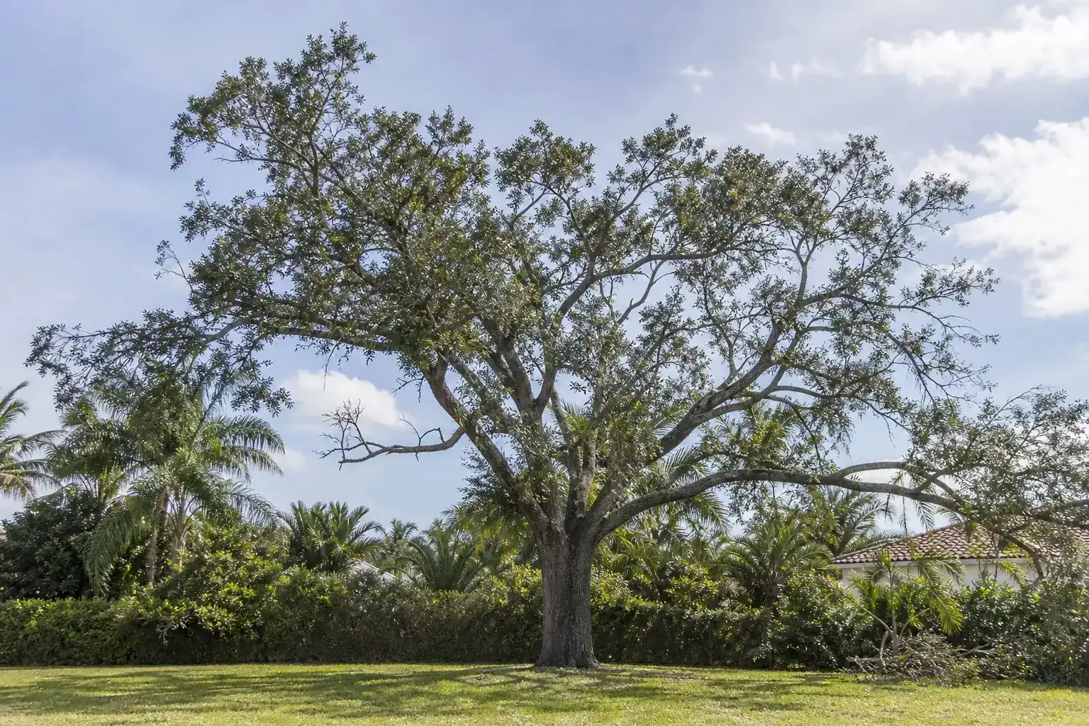 Mature Florida shade tree with branches ready for trimming for expert tree pruning near me in daytona beach, fl