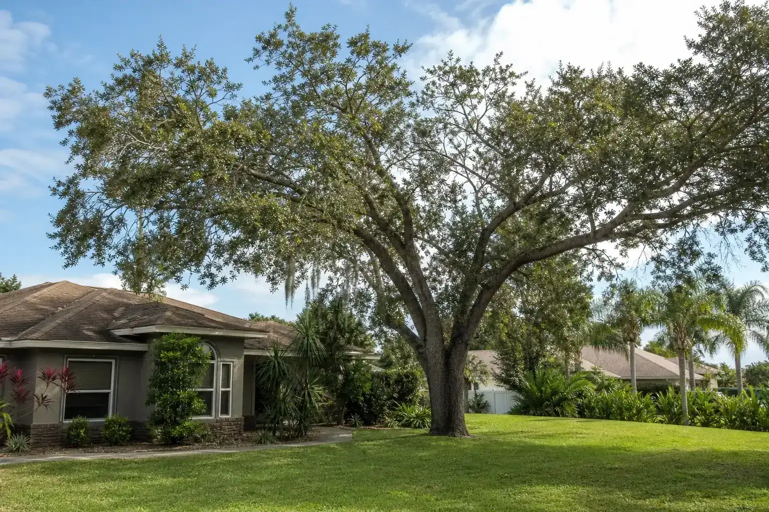 Mature Florida shade tree with branches ready for trimming during a discussion of key benefits of hiring local tree experts in daytona beach, fl