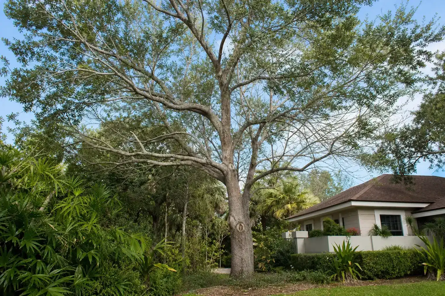 Mature Florida shade tree with branches ready for trimming illustrating understanding the importance of tree pruning in daytona beach, fl
