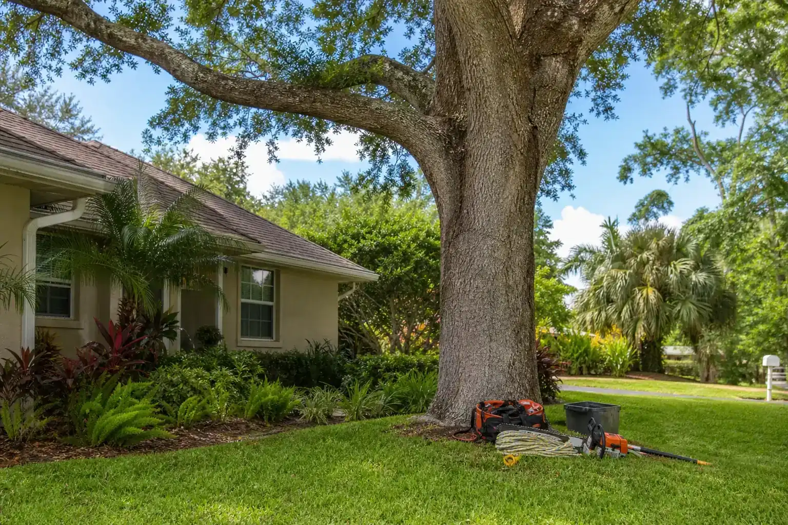 Mature Florida tree in a residential yard during a discussion of identifying hazardous trees in central fl Mature Florida tree in a residential yard during a discussion of identifying hazardous trees in central fl
