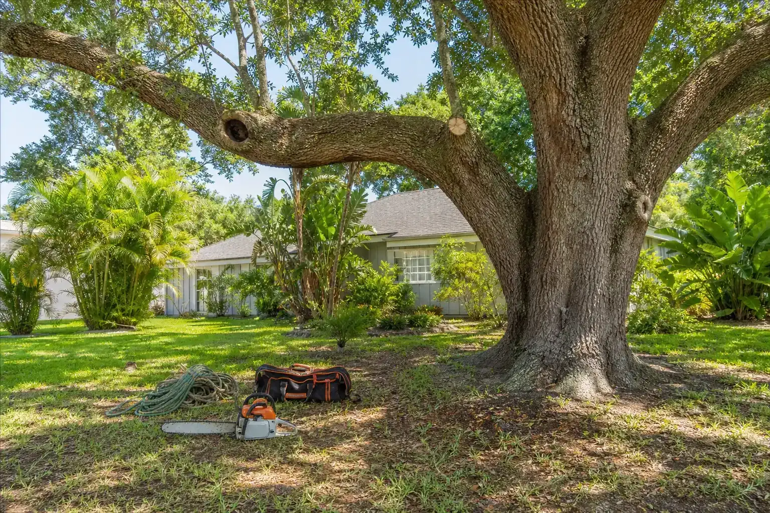 Mature Florida tree in a residential yard illustrating understanding hazardous trees and their risks in daytona beach, fl