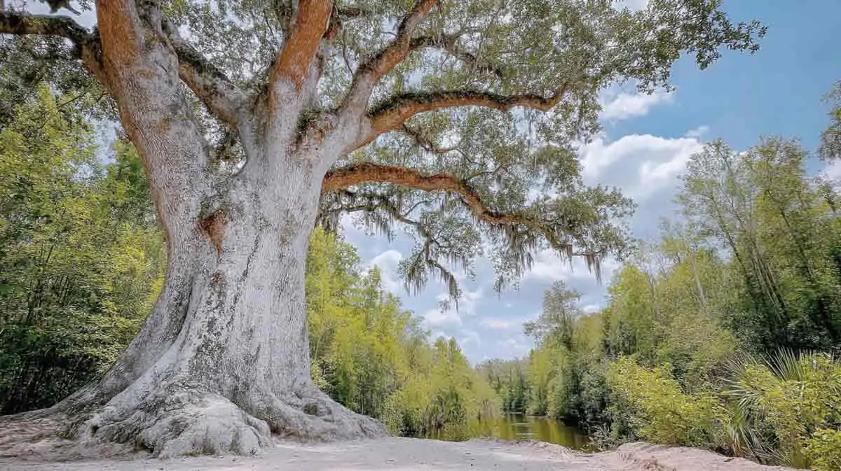Trees and tree care related to Hurricane Tree Risk Assessment in Central Florida