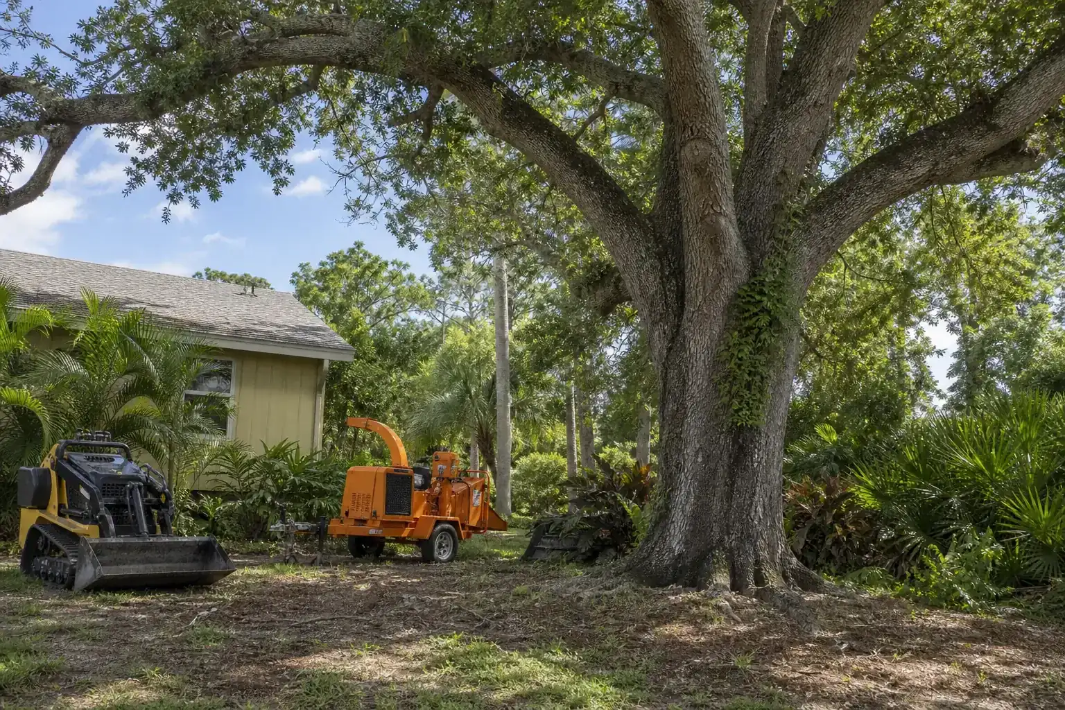 Mature Florida tree in a residential yard illustrating understanding land clearing in daytona beach, fl