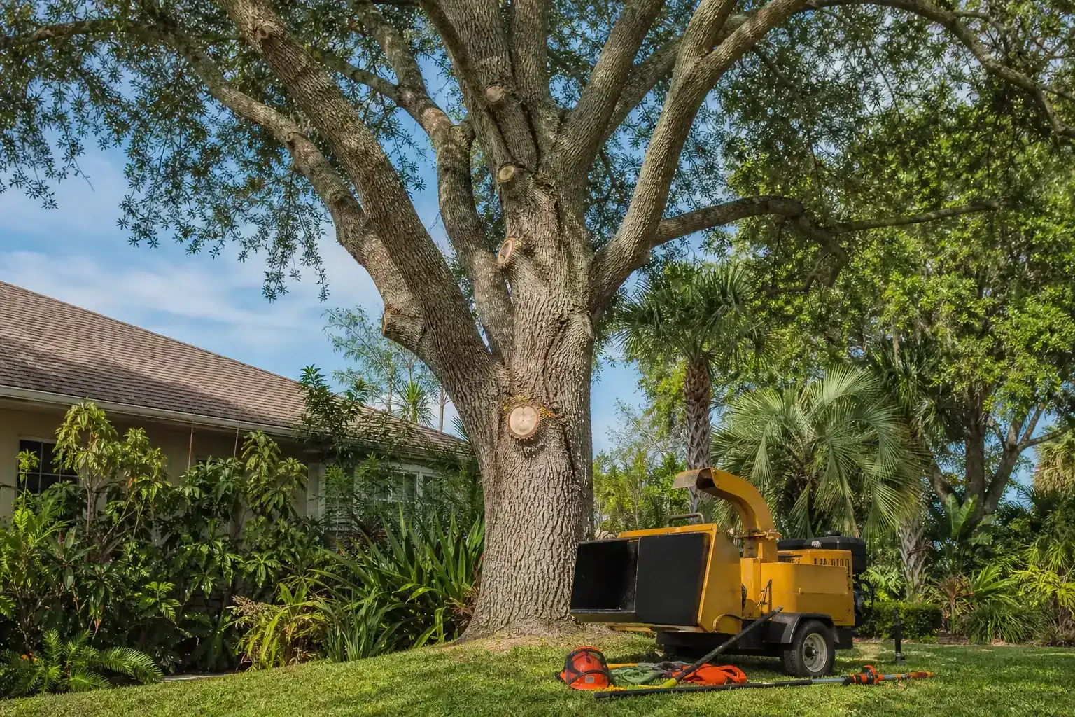 Mature Florida tree in a residential yard illustrating understanding land clearing for commercial projects