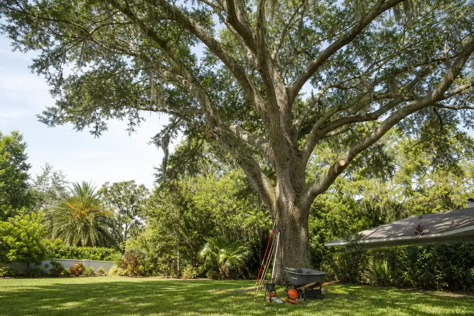 Mature Florida tree in a residential yard for land clearing for commercial expansion in flagler county
