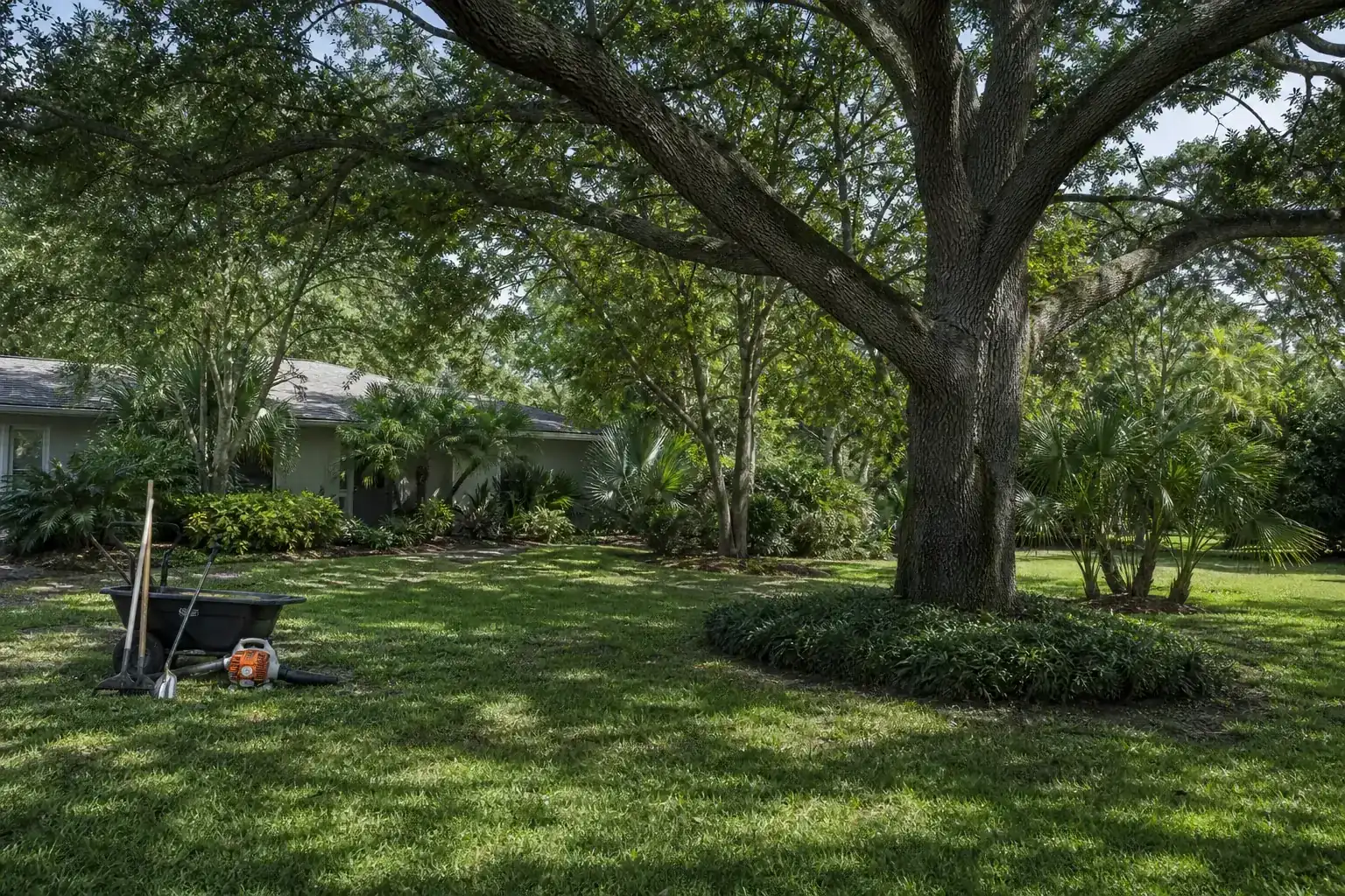 Mature Florida tree in a residential yard during a discussion of the land clearing process: what to expect