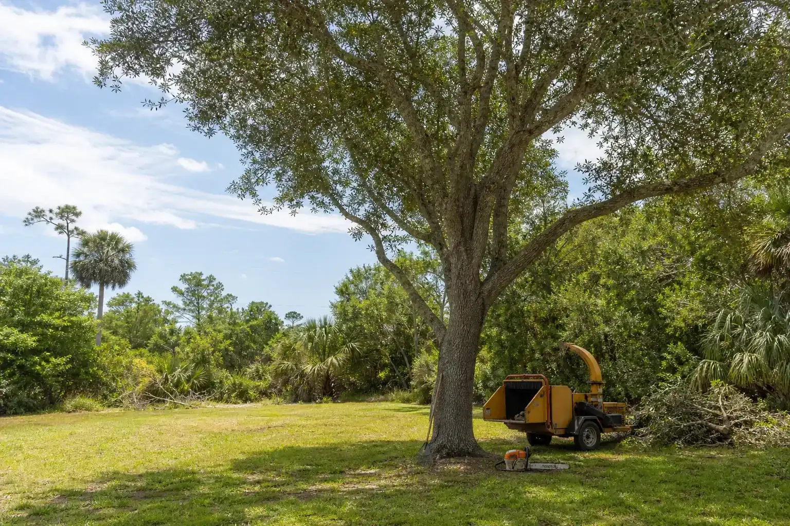 Mature Florida tree in a residential yard for land clearing for new builds in edgewater: what you need to know Mature Florida tree in a residential yard for land clearing for new builds in edgewater: what you need to know
