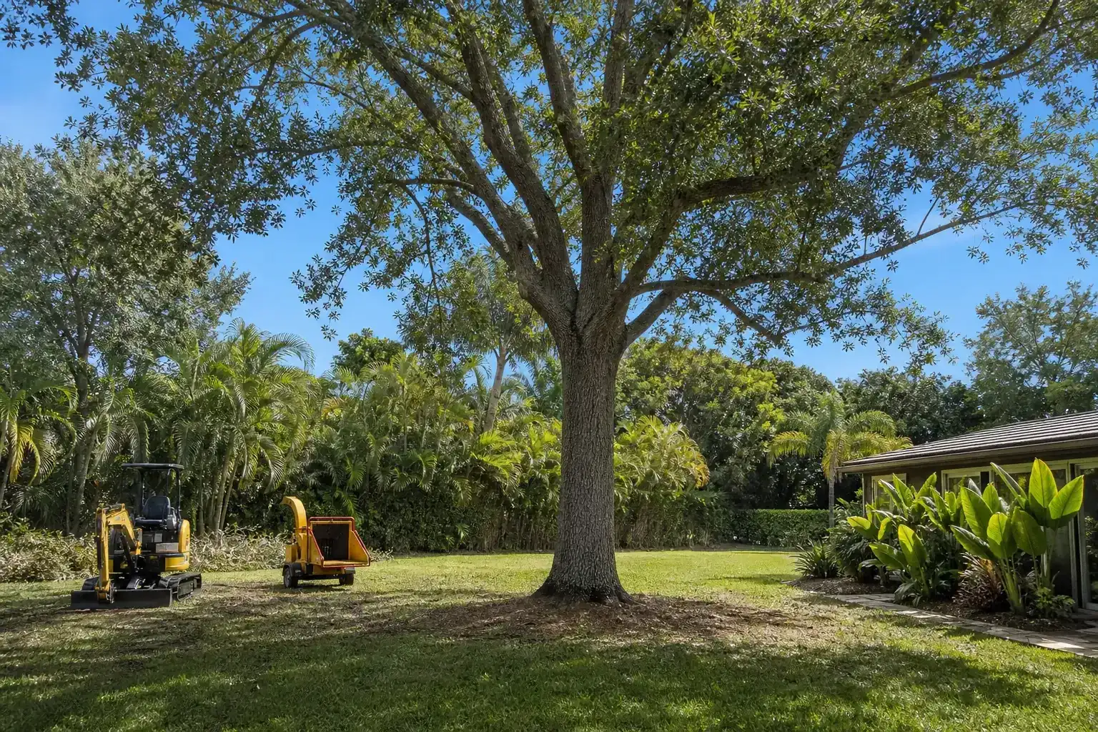 Mature Florida tree in a residential yard for land clearing for pool installation in new smyrna beach Mature Florida tree in a residential yard for land clearing for pool installation in new smyrna beach
