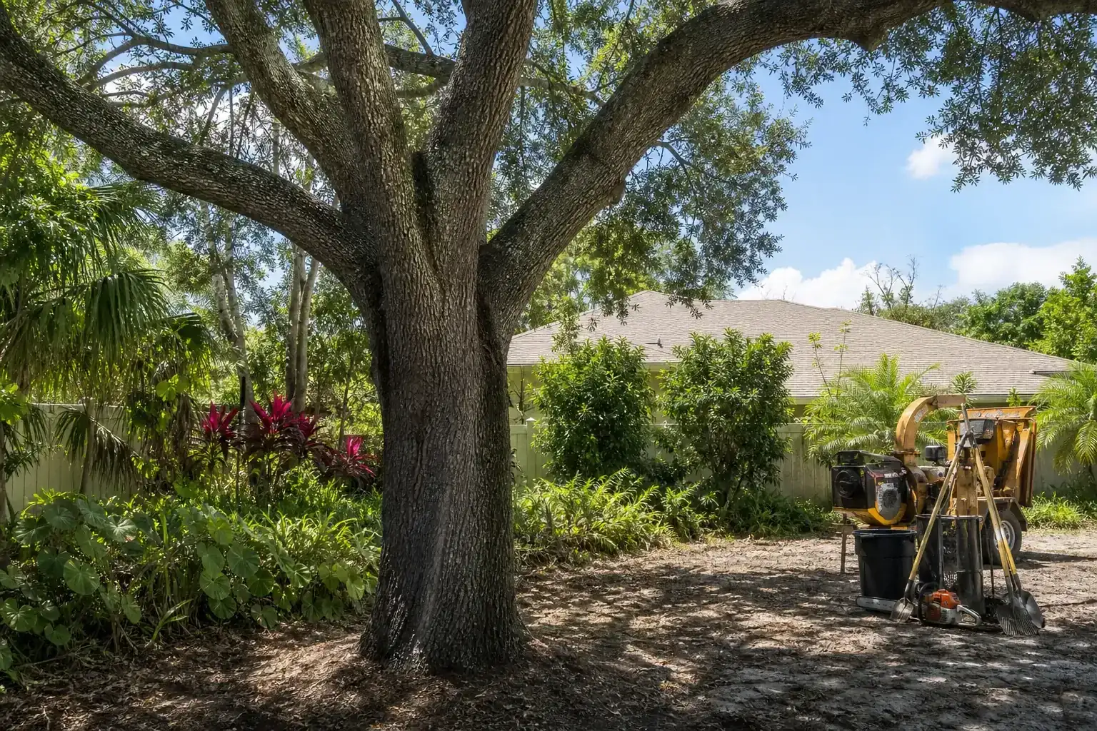 Mature Florida tree in a residential yard illustrating why land clearing matters for pool installation Mature Florida tree in a residential yard illustrating why land clearing matters for pool installation