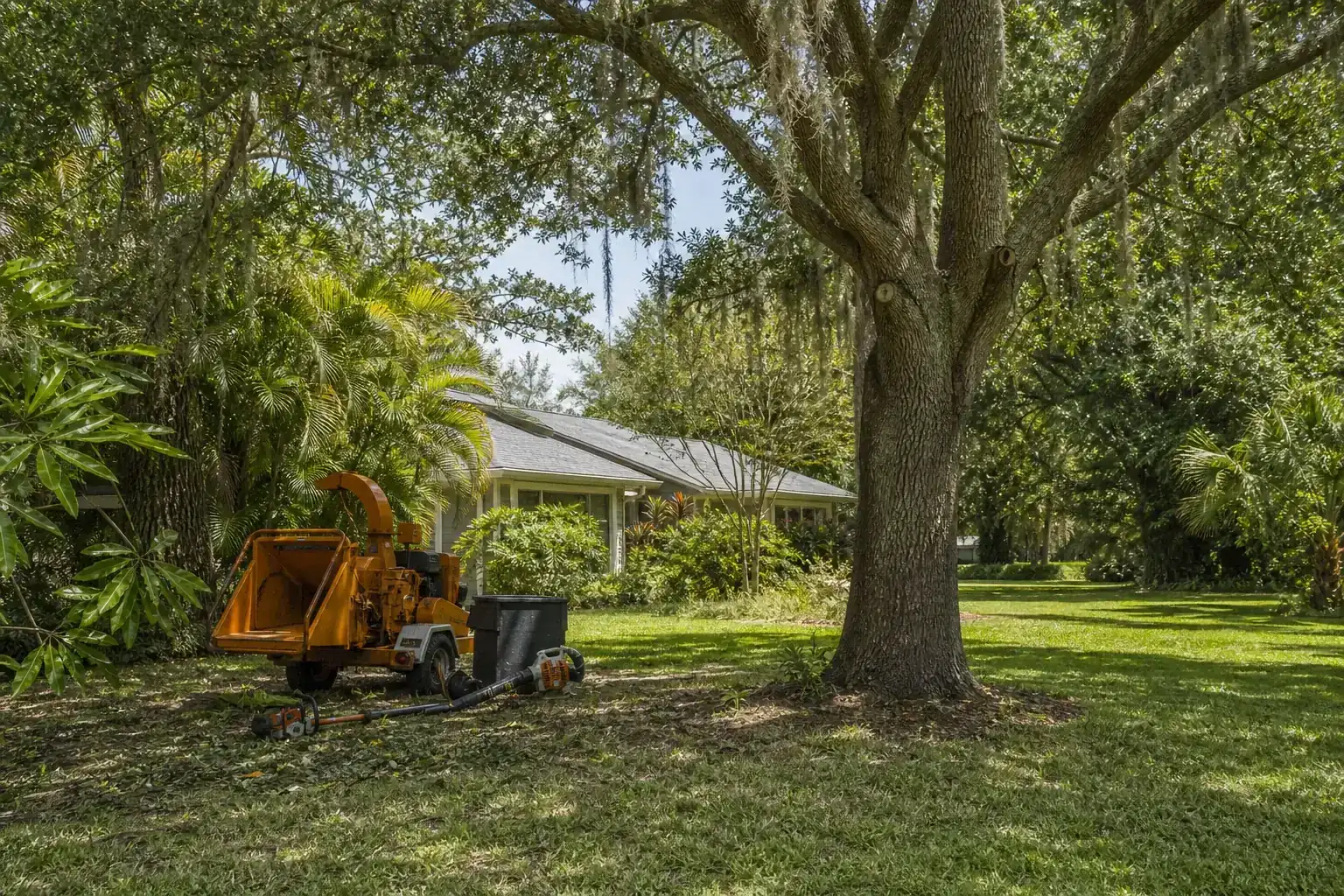 Mature Florida tree in a residential yard during a discussion of benefits of professional land clearing in central florida Mature Florida tree in a residential yard during a discussion of benefits of professional land clearing in central florida