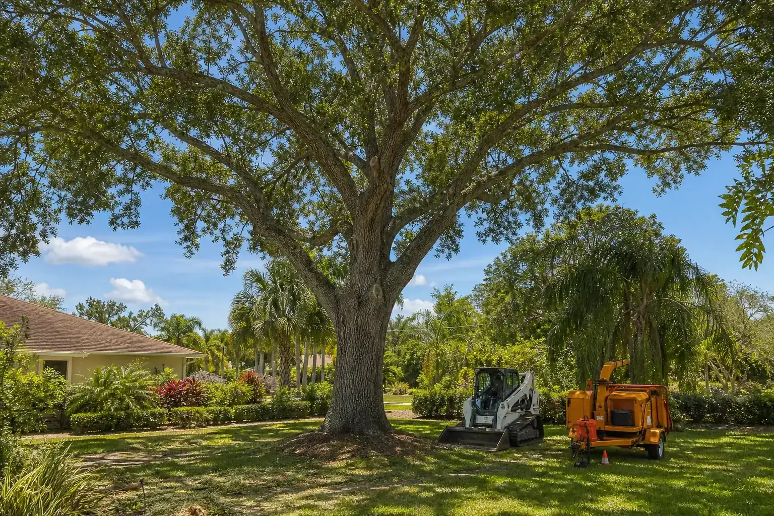Mature Florida tree in a residential yard for land clearing help in daytona beach, fl Mature Florida tree in a residential yard for land clearing help in daytona beach, fl